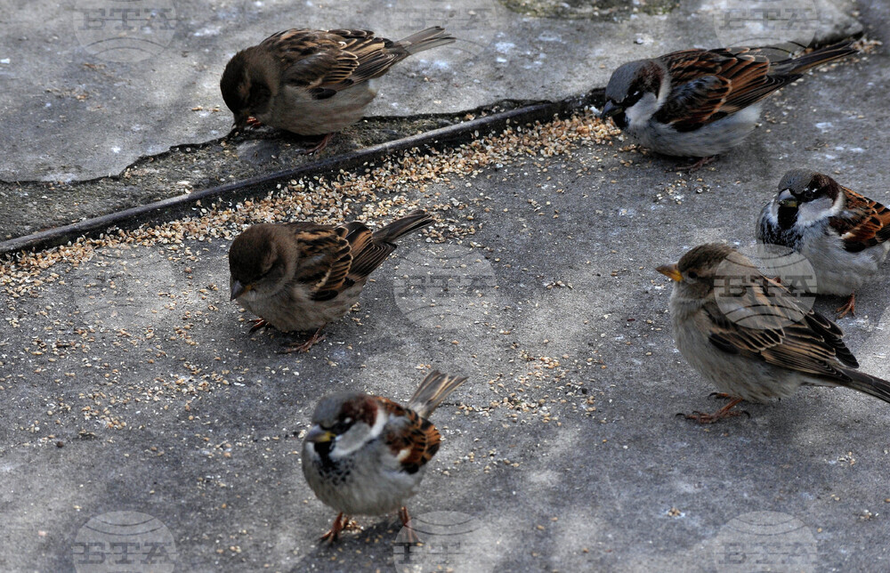 Дивите птици се нуждаят от подкрепа в студа, напомнят организации